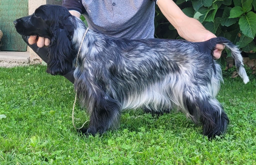 Les Cocker Spaniel Anglais de l'affixe de la Légende d'Asgot 