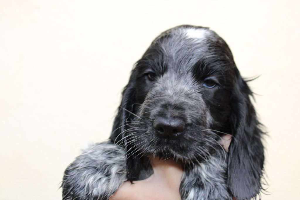 de la Légende d'Asgot  - Chiot disponible  - Cocker Spaniel Anglais