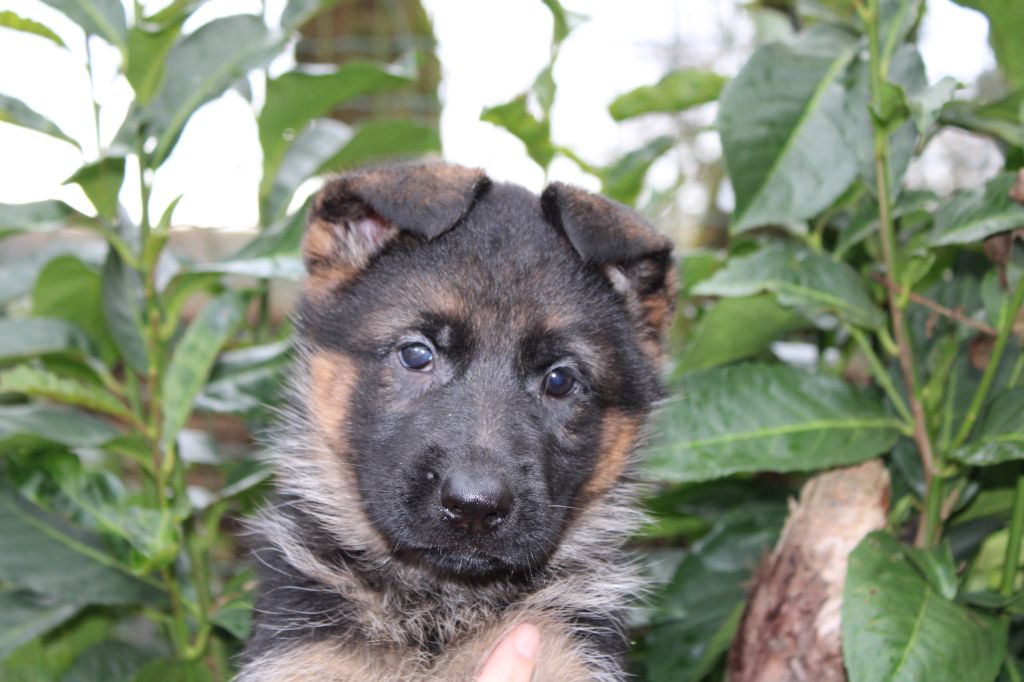 de la Légende d'Asgot  - Chiot disponible  - Berger Allemand