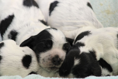 de la Légende d'Asgot  - Cocker Spaniel Anglais - Portée née le 06/10/2024