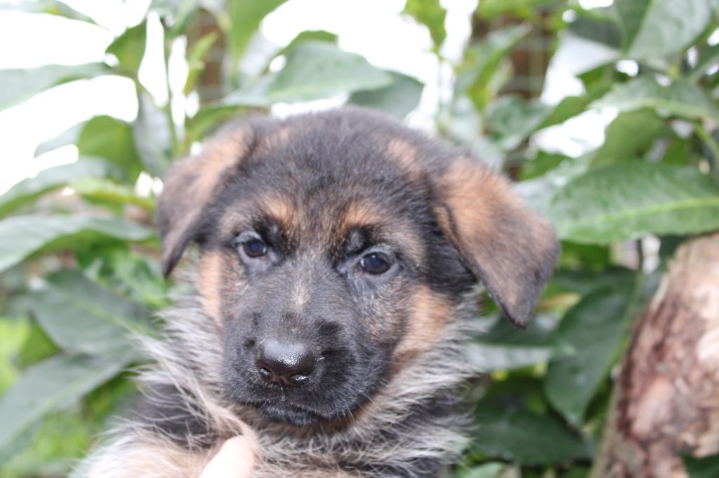 de la Légende d'Asgot  - Chiot disponible  - Berger Allemand