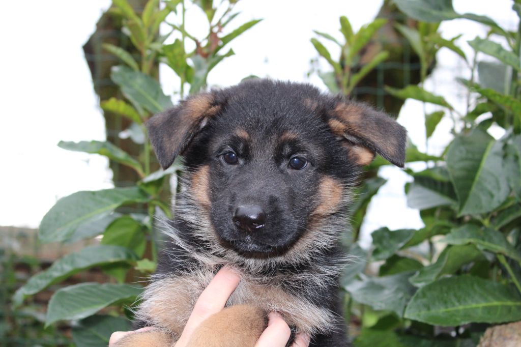 de la Légende d'Asgot  - Chiot disponible  - Berger Allemand