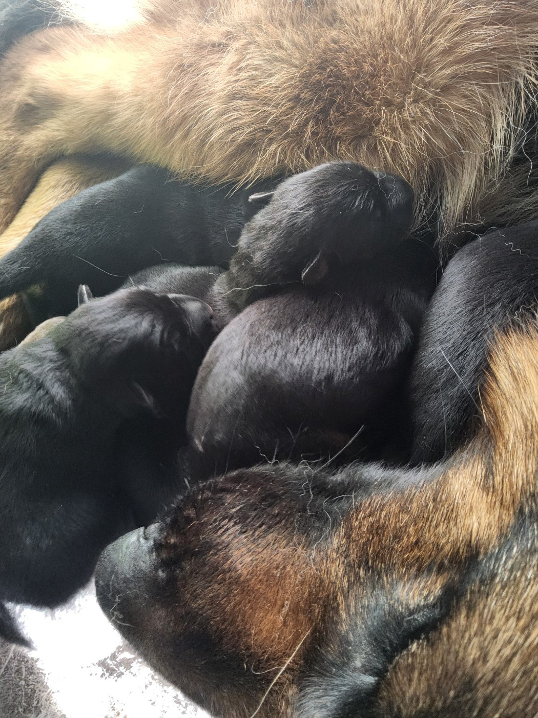 Chiot Berger Allemand de la Légende d'Asgot 