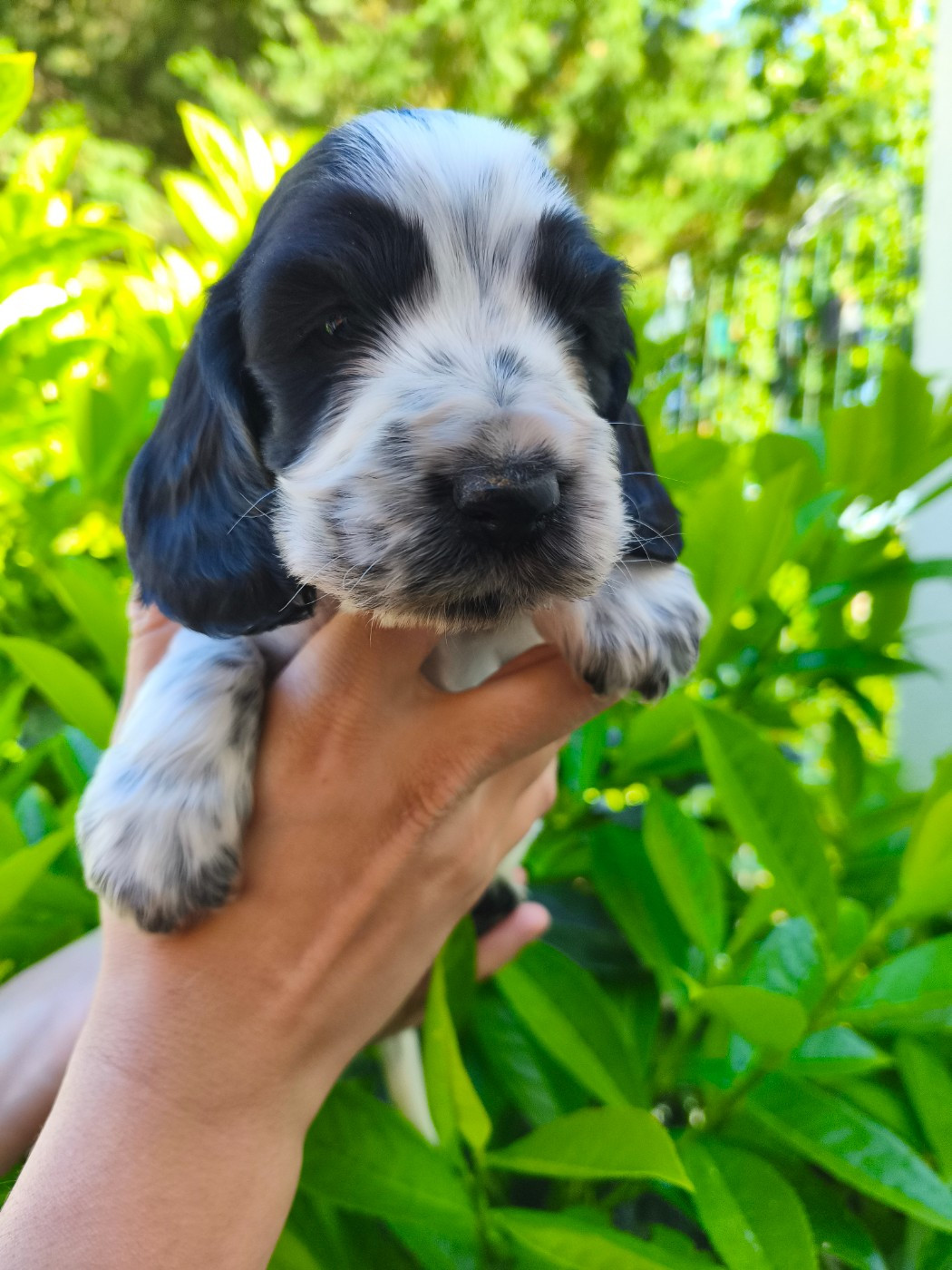 de la Légende d'Asgot  - Chiots disponibles - Cocker Spaniel Anglais