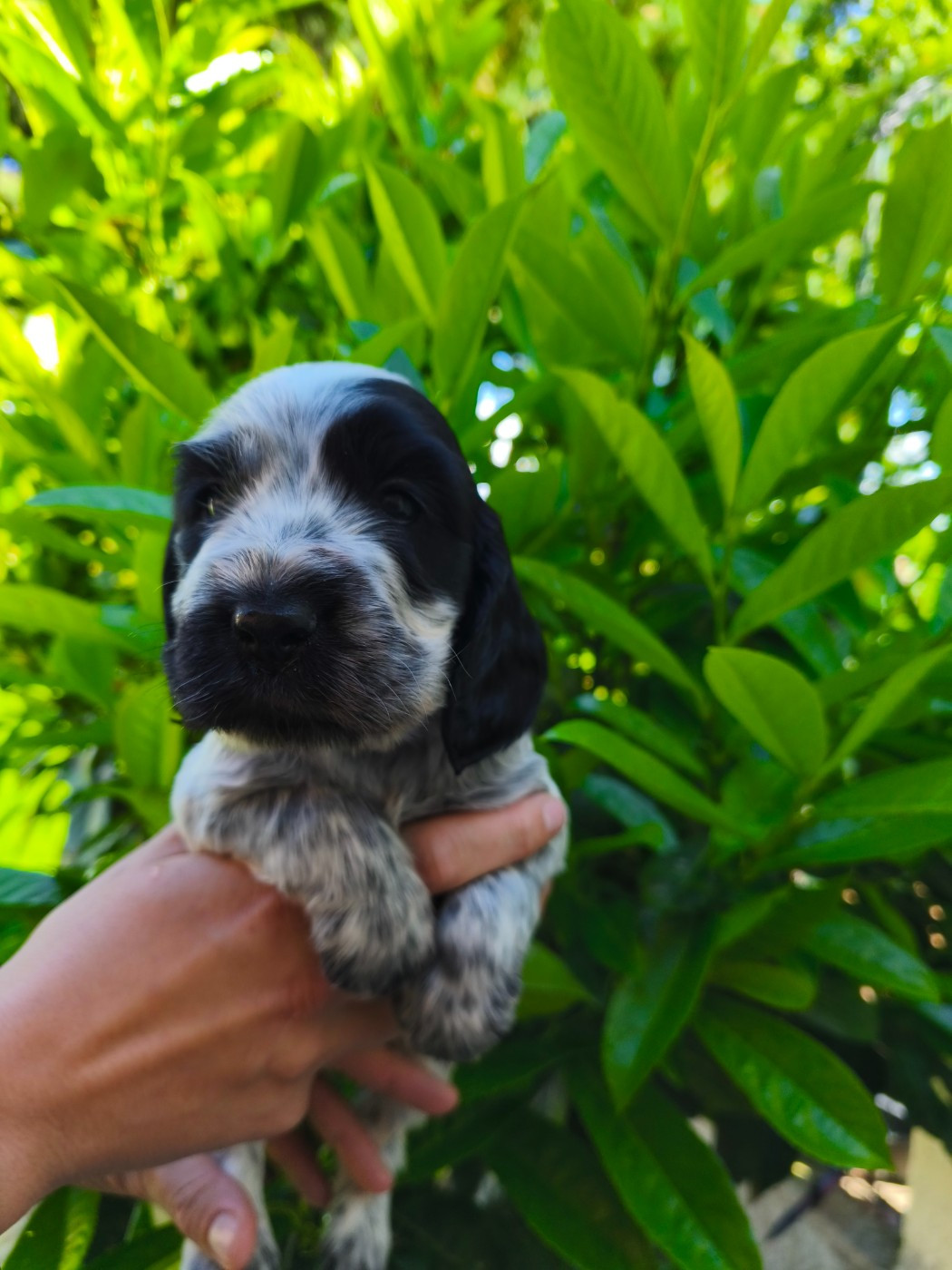 de la Légende d'Asgot  - Chiots disponibles - Cocker Spaniel Anglais