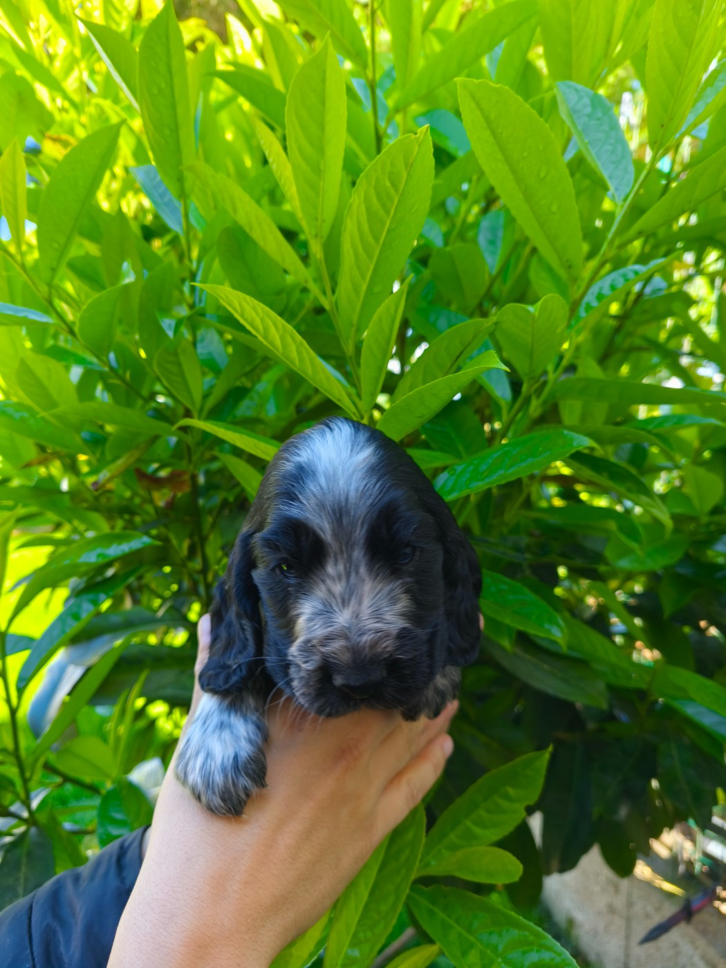 de la Légende d'Asgot  - Chiots disponibles - Cocker Spaniel Anglais