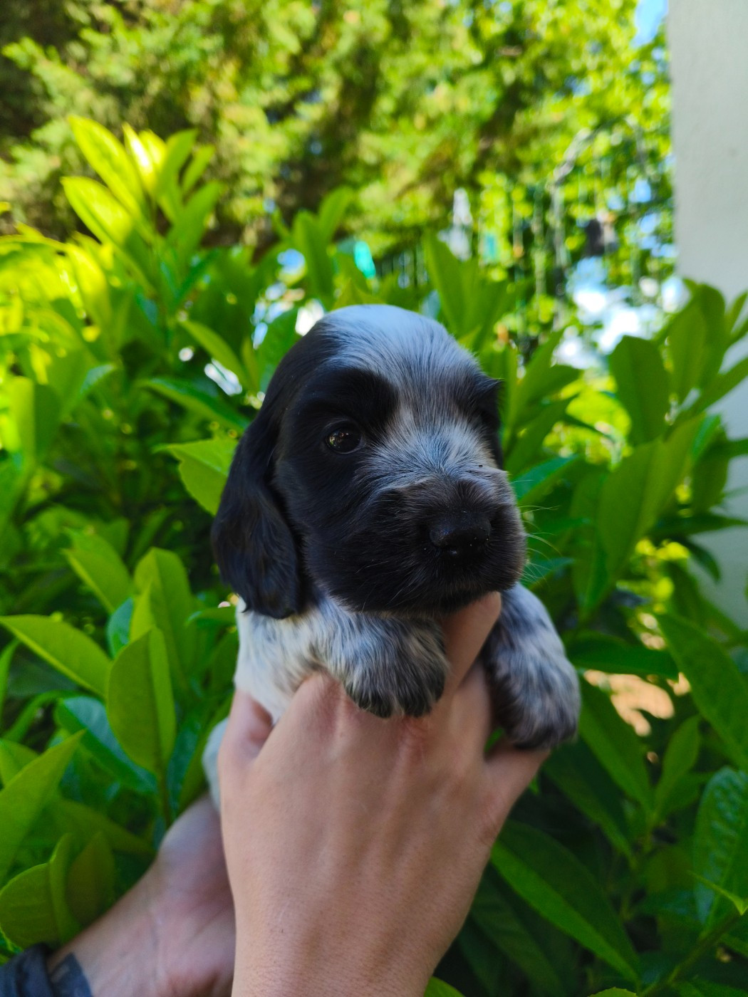 de la Légende d'Asgot  - Chiots disponibles - Cocker Spaniel Anglais