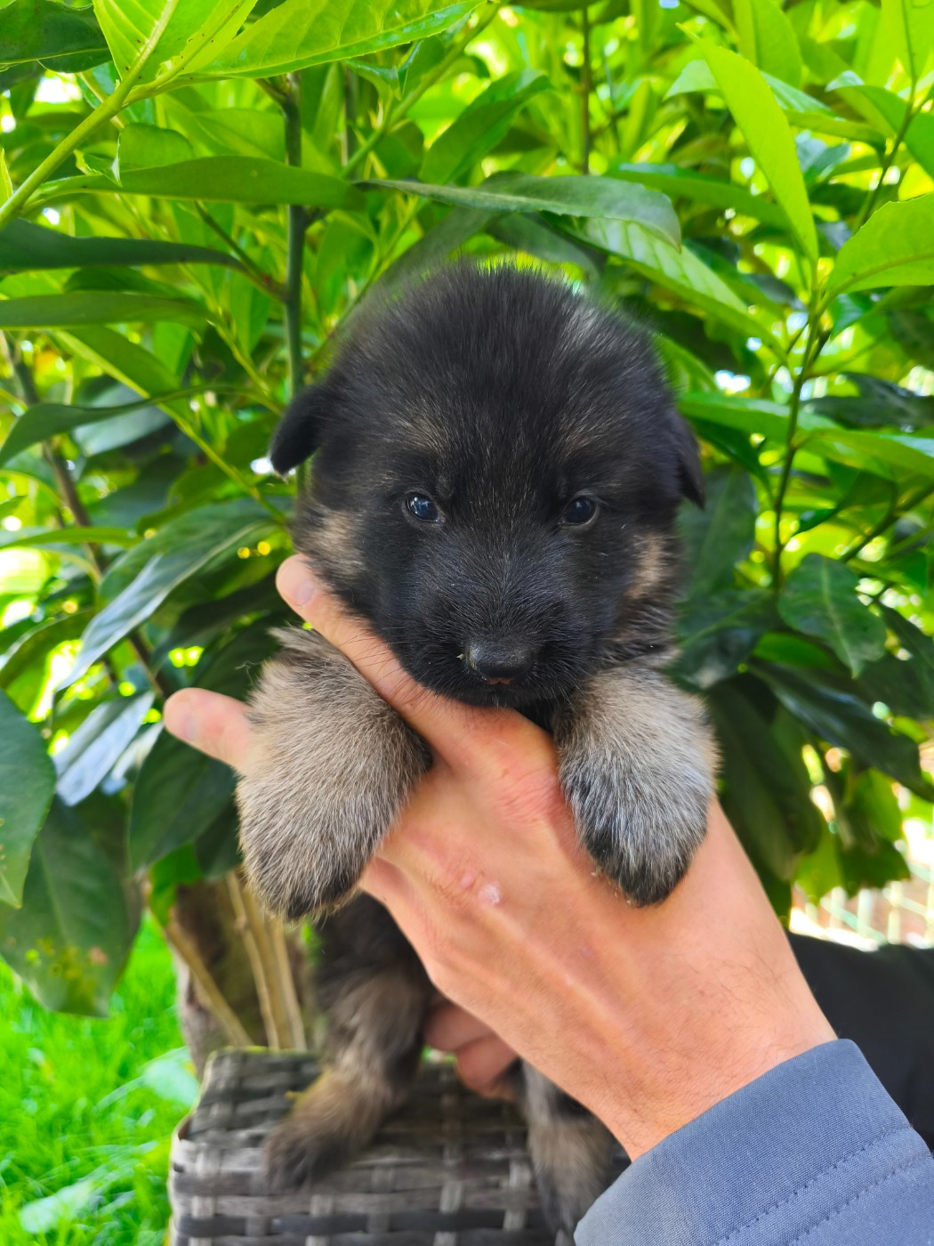 de la Légende d'Asgot  - Chiots disponibles - Berger Allemand