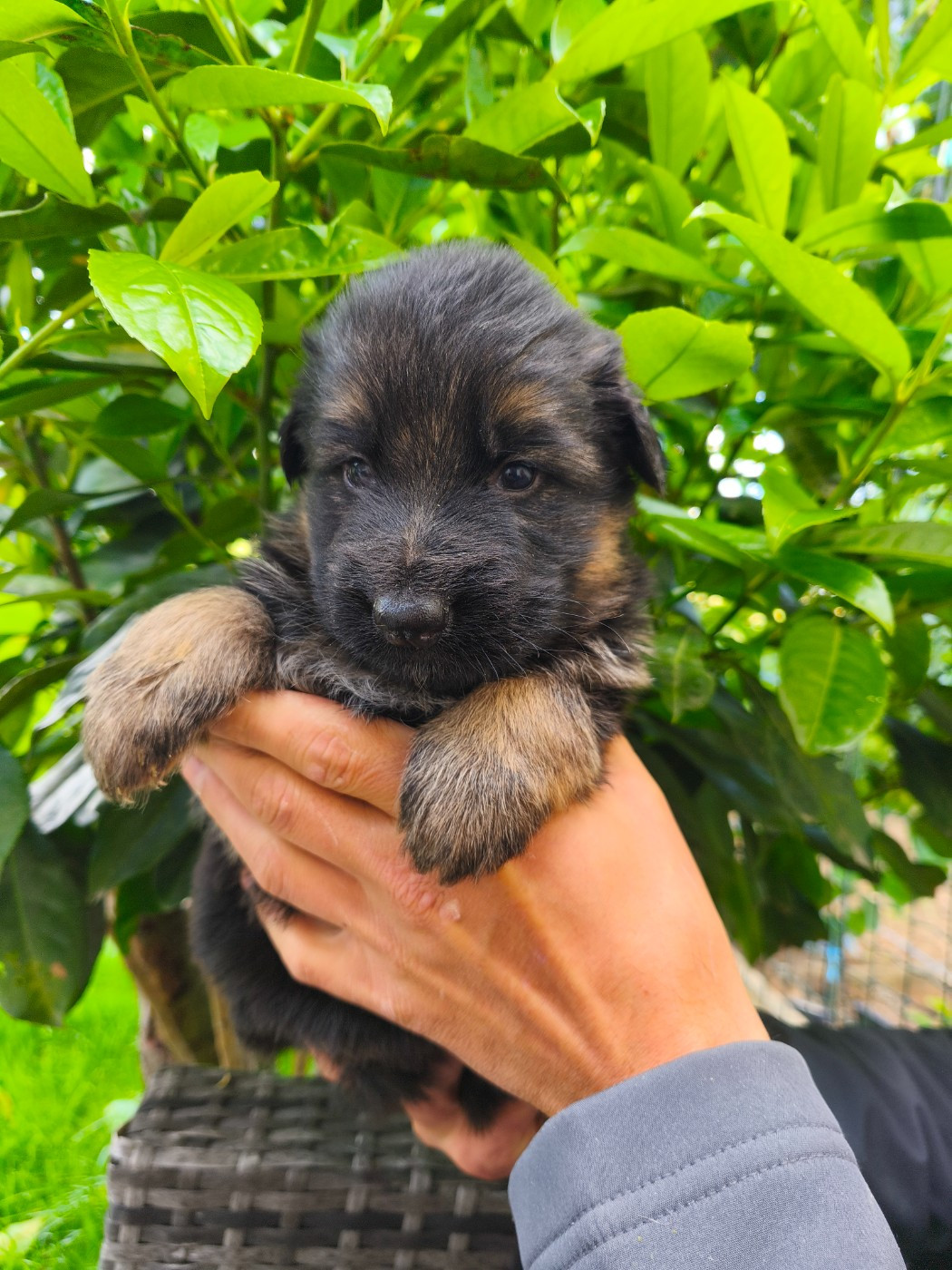 de la Légende d'Asgot  - Chiots disponibles - Berger Allemand