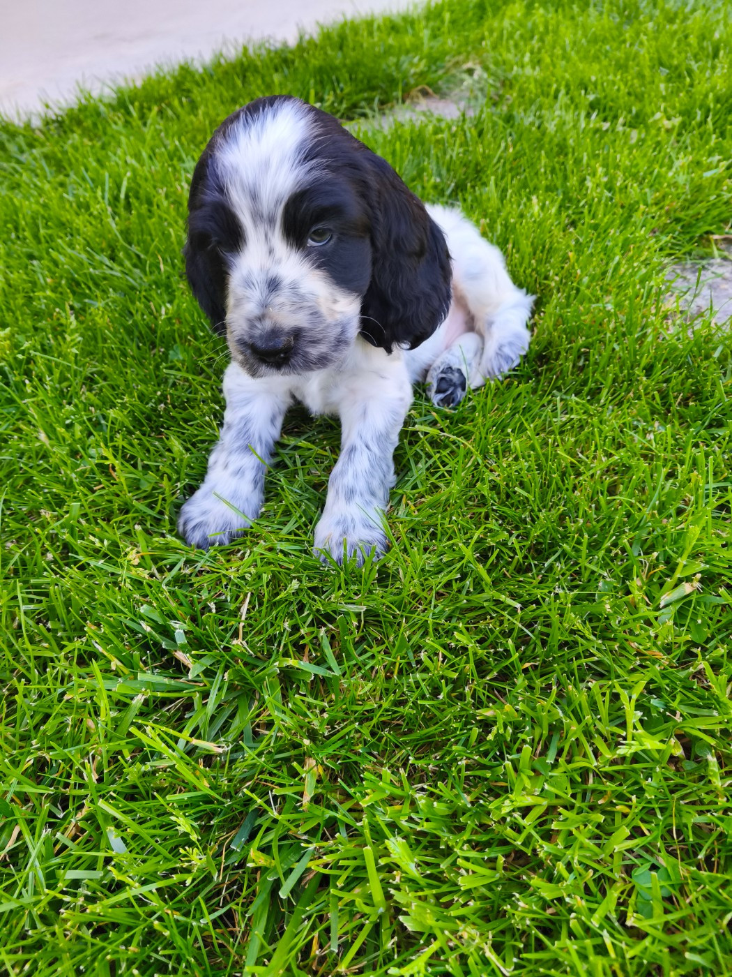de la Légende d'Asgot  - Chiots disponibles - Cocker Spaniel Anglais