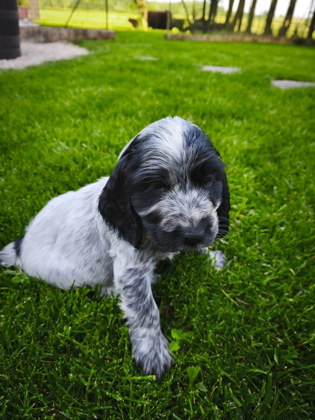 de la Légende d'Asgot  - Chiots disponibles - Cocker Spaniel Anglais
