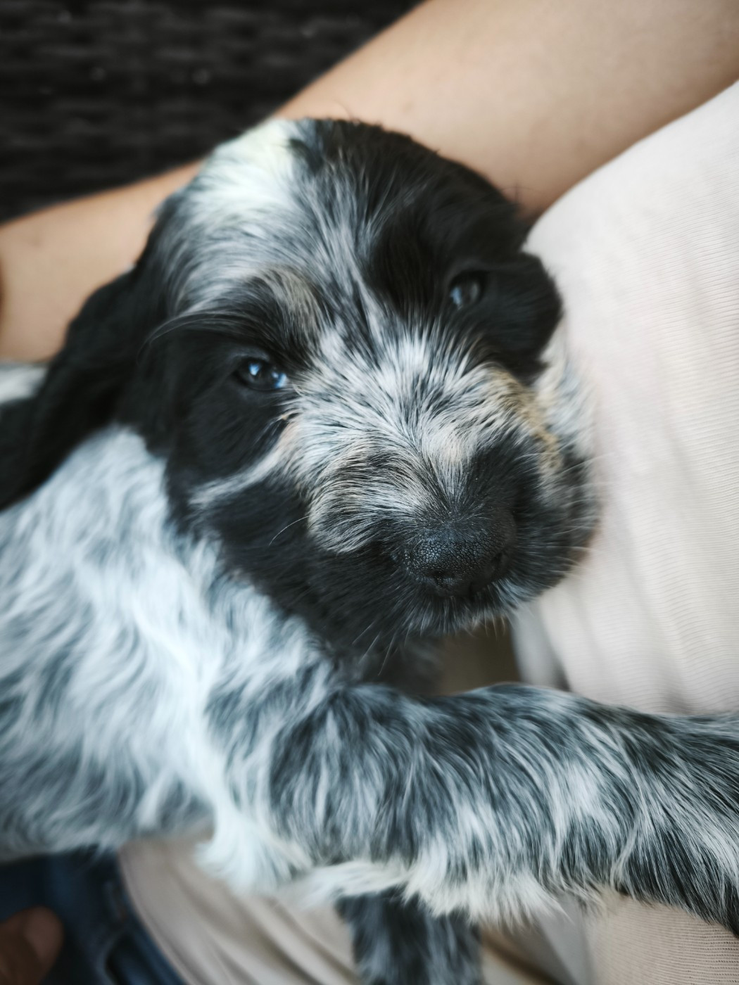 de la Légende d'Asgot  - Chiots disponibles - Cocker Spaniel Anglais