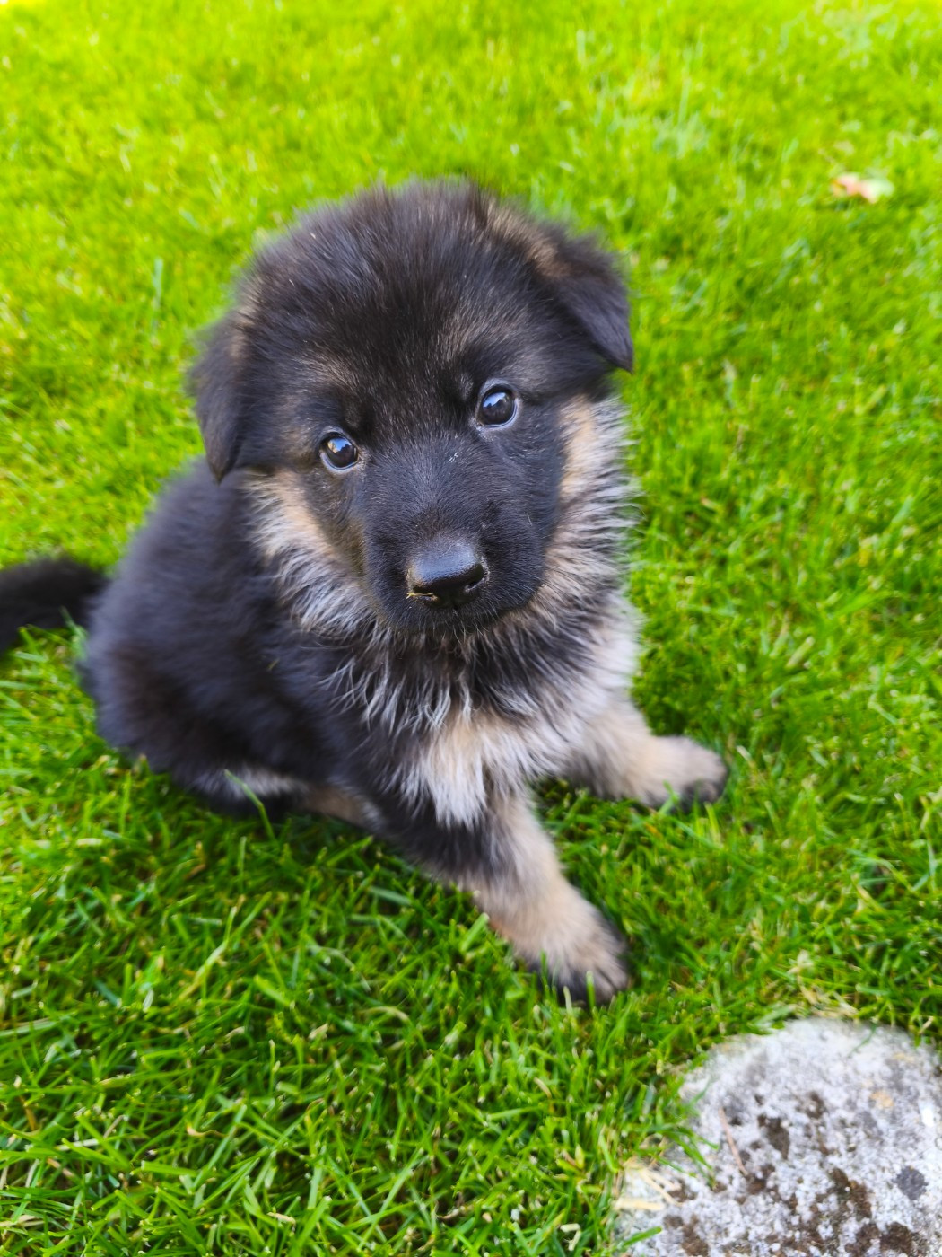de la Légende d'Asgot  - Chiots disponibles - Berger Allemand