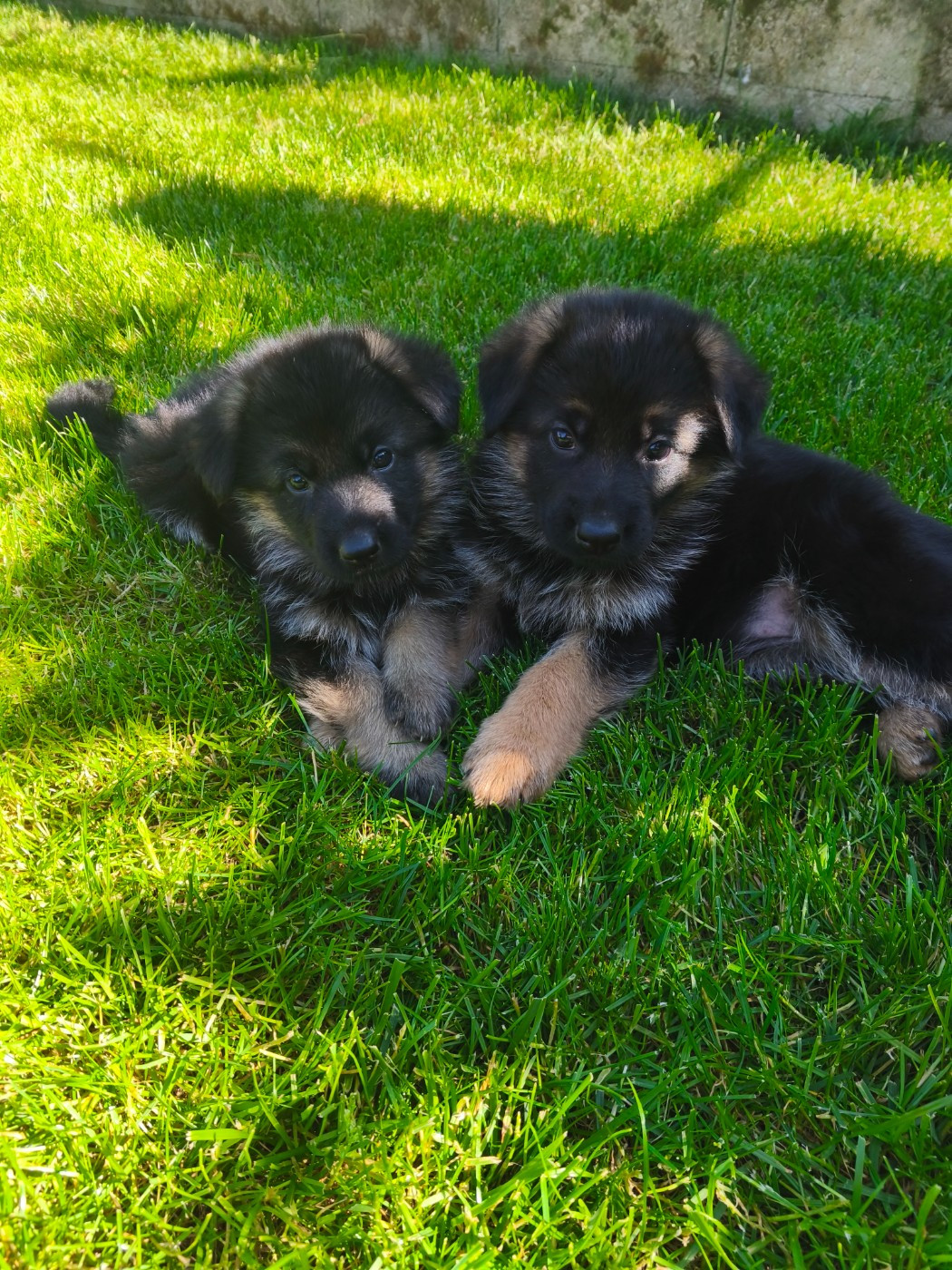 Chiot Berger Allemand de la Légende d'Asgot 