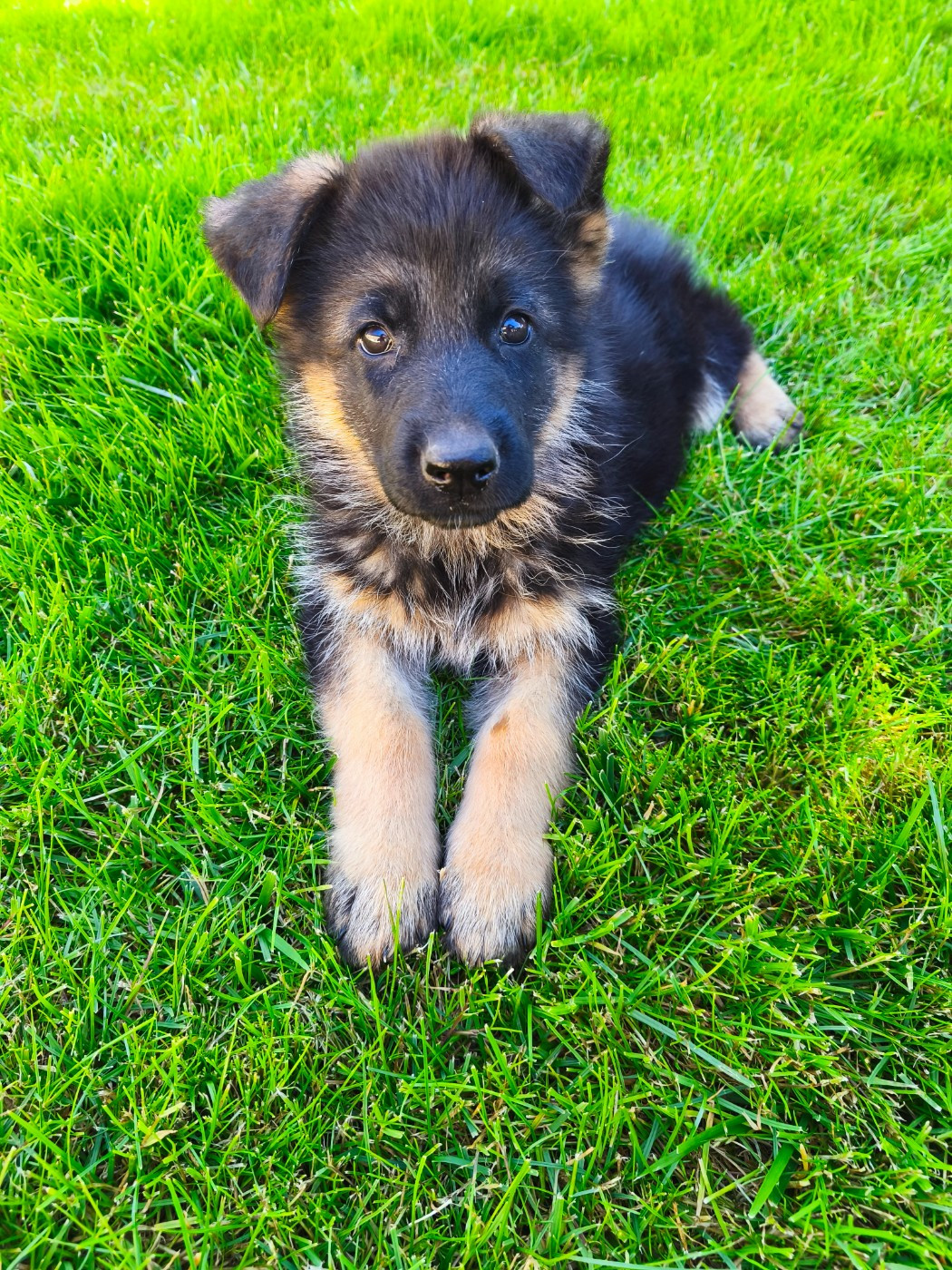 de la Légende d'Asgot  - Chiots disponibles - Berger Allemand