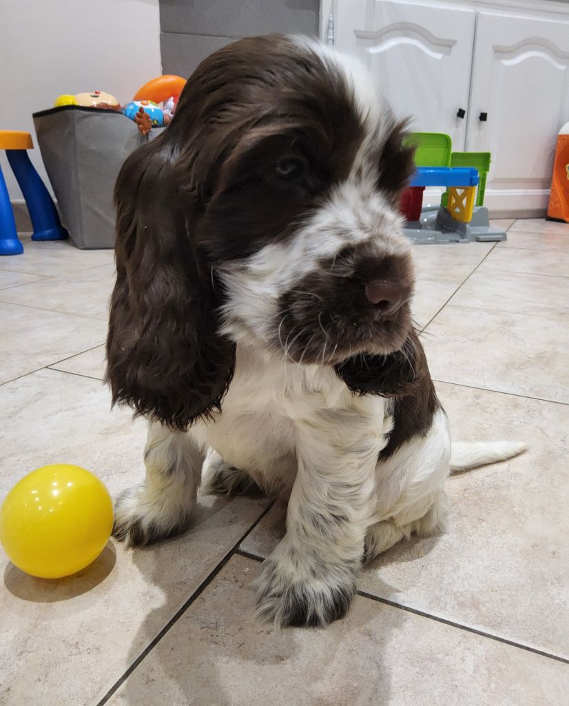 de la Légende d'Asgot  - Cocker Spaniel Anglais - Portée née le 20/09/2025