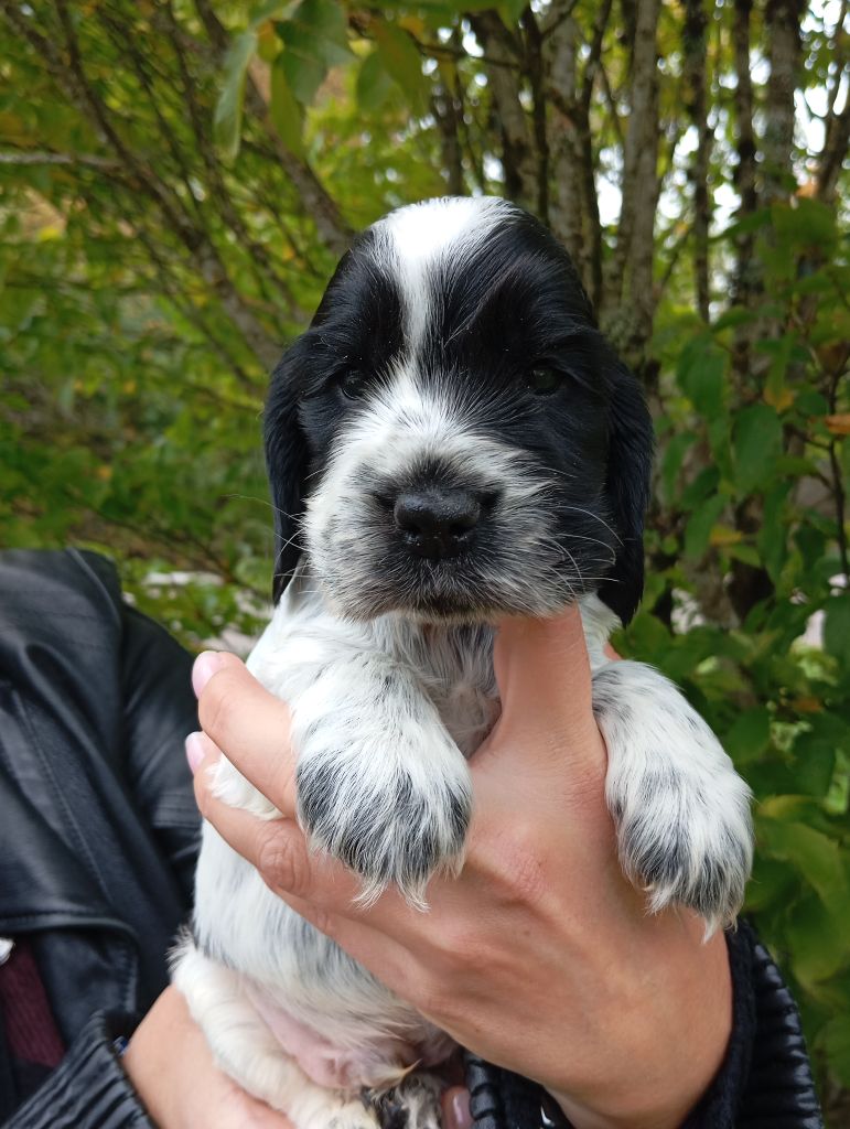 de la Légende d'Asgot  - Chiots disponibles - Cocker Spaniel Anglais