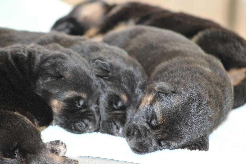 Chiot Berger Allemand de la Légende d'Asgot