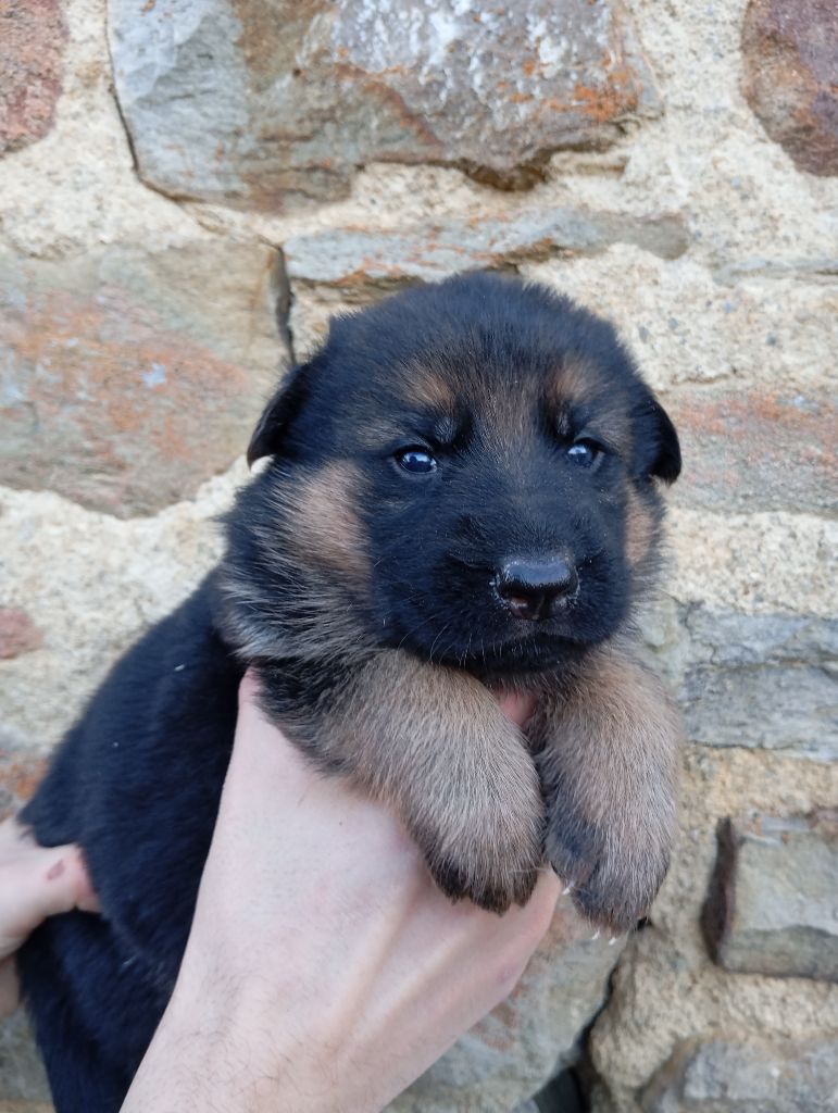 de la Légende d'Asgot  - Chiots disponibles - Berger Allemand