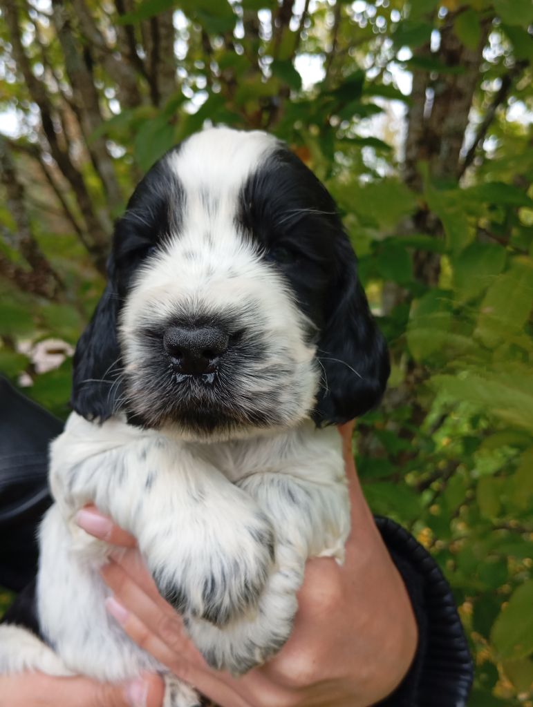 de la Légende d'Asgot  - Chiots disponibles - Cocker Spaniel Anglais