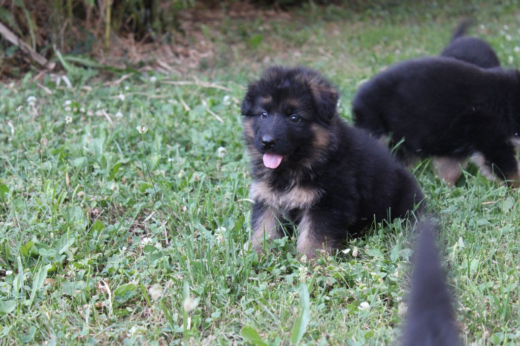 de la Légende d'Asgot  - Chiots disponibles - Berger Allemand