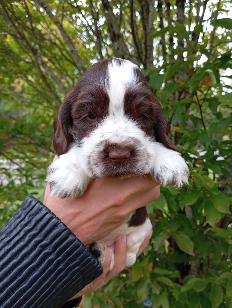 de la Légende d'Asgot  - Chiots disponibles - Cocker Spaniel Anglais