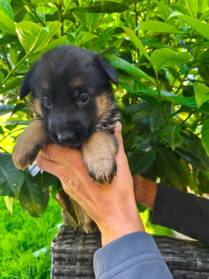 CHIOT 5