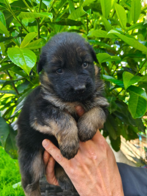 CHIOT 1