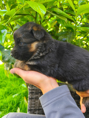 CHIOT 2