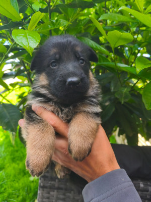 CHIOT 7
