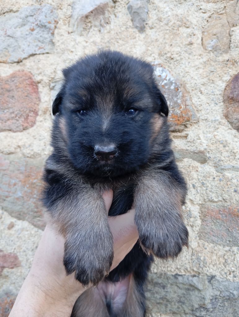 de la Légende d'Asgot  - Chiots disponibles - Berger Allemand