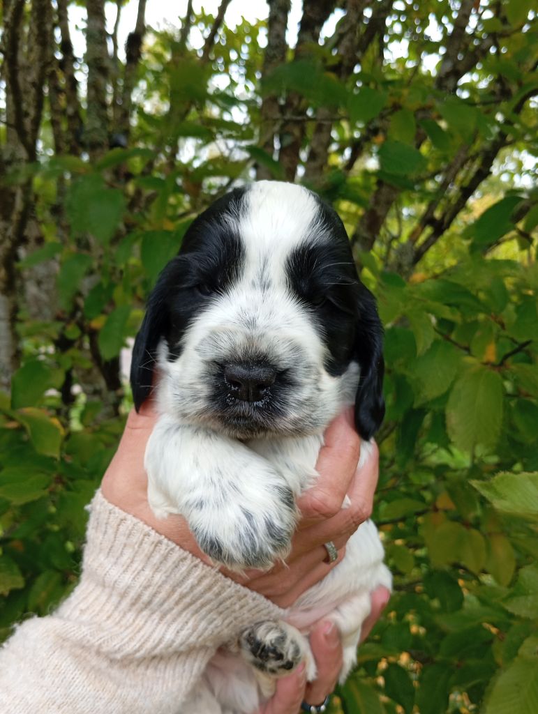 de la Légende d'Asgot  - Chiots disponibles - Cocker Spaniel Anglais