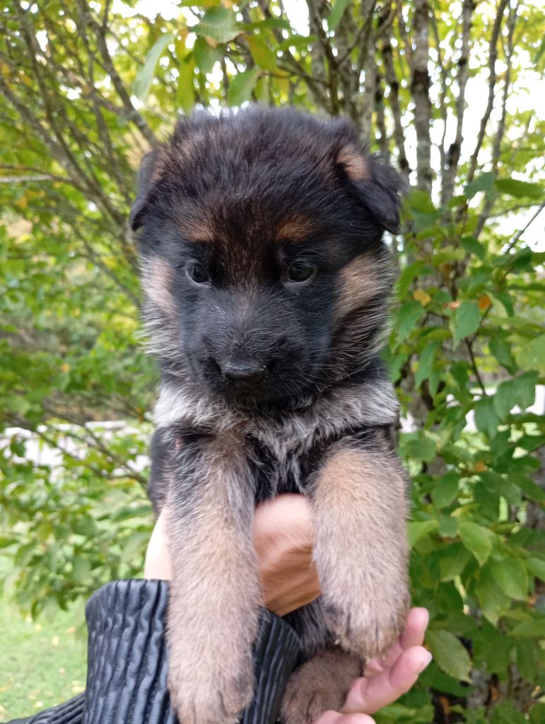 de la Légende d'Asgot  - Chiots disponibles - Berger Allemand